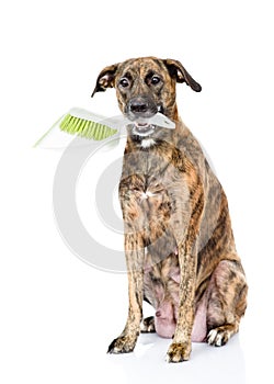 Dog with brush and dustpan. isolated on white background