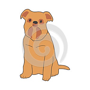 Dog of brussels griffon breed sitting on white background