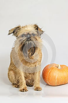 Dog - a Brussels Griffon, guards the pumpkin