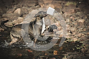 Dog with a bucket