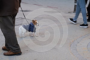 Dog buddy in the street looking at people. Domestic animals outdoor