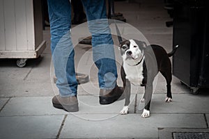 Dog buddy in the street looking at people. Domestic animals outdoor. people walking