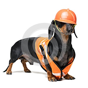 Dog builder dachshund in an orange construction helmet isolated on white background