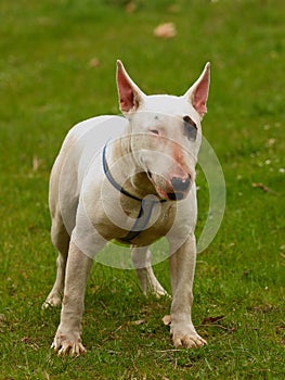 Dog (Bull terrier)