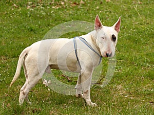 A dog (Bull terrier)