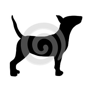 Dog bull terrier vector black silhouette