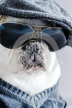 Dog, bulldog with cap, dress, and glasses