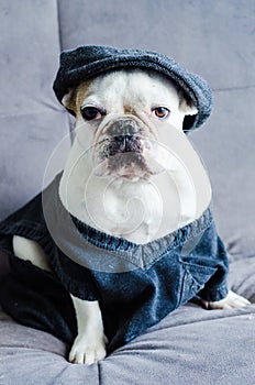 Dog, bulldog with cap, dress, and glasses