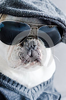 Dog, bulldog with cap, dress, and glasses photo