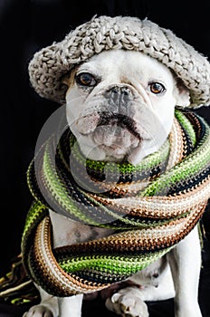 Dog, bulldog with cap, dress, and glasses photo