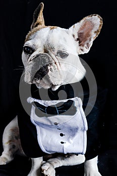 Dog, bulldog with cap, dress, and glasses photo