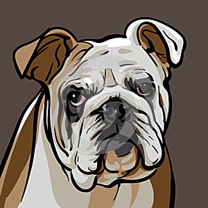 Dog bulldog. Illustration.