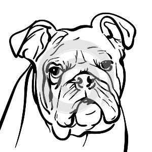 Dog bulldog. outlines Illustration.