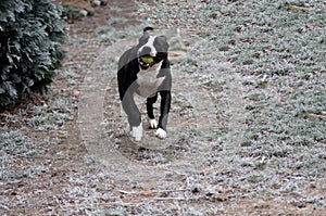 Dog Bulldog Plays in Winter Landscape