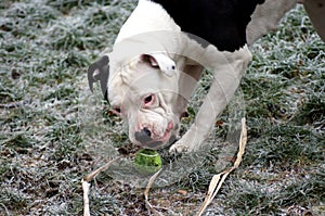 Dog Bulldog Plays in Winter Landscape