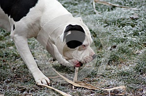 Dog Bulldog Plays in Winter Landscape