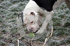 Dog Bulldog Plays in Winter Landscape