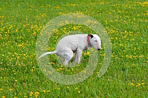 Dog, bullterrier craps in a grass