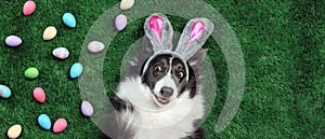 Dog with bunny ears surrounded by Easter eggs