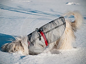 The dog buried a nose during snow. Chinese crested dog in the wi