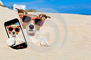 Dog buried in sand selfie