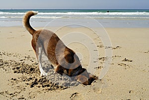 Dog burying his head in the Sand.