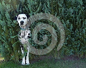 dog in bush