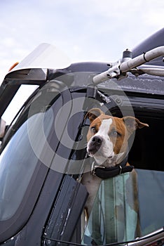The dog in the cab of the truck is real companion and bodyguard