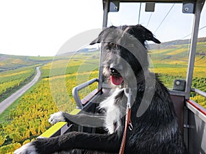 Dog in a cable car cabin while driving up the mountain