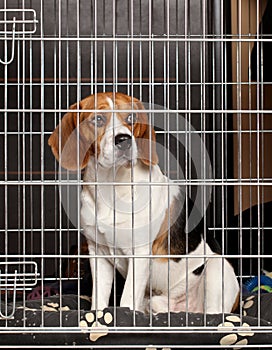 Dog in cage