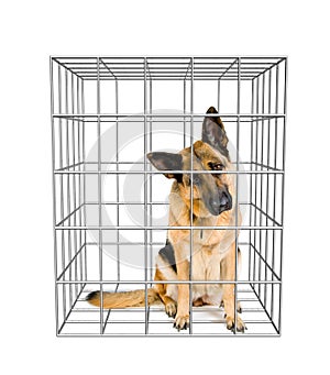 Dog In Cage