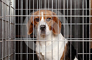 Dog in a cage