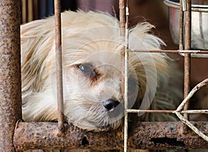 Dog in cage