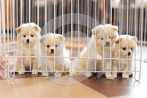 Dog in cage