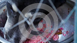 Dog in cage at animal shelter