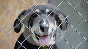 Dog in cage at animal shelter