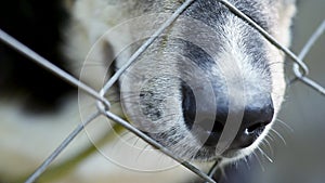 Dog in cage at animal shelter