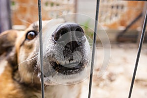 Dog in cage, face close up. Dog`s shelter concept. Pet\'s adoption, dog behind fence