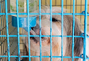 Dog in the cage Imprisoned