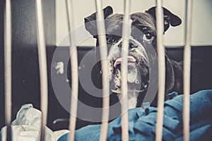 Dog in cage after leg surgery at veterinary clinic