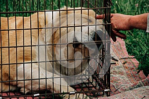 Dog in cage and man