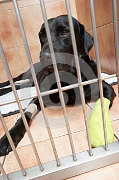 Dog In Cage Recovering From Foot Injury