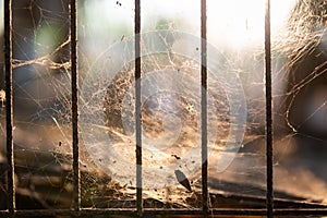 The dog cage that is rusty and has spider webs close up