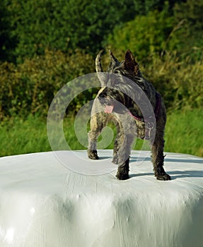 Dog Cairn Terrier stands on the Heystack