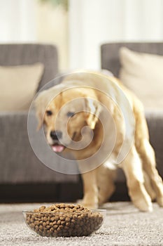 Dog can't wait to eat his food