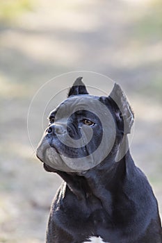 Dog of the cane-corso breed on a walk on the lawn in early spring