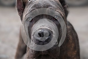 Dog Cane Corso looks directly into the camera