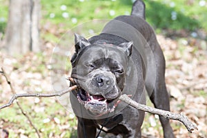 Dog cane corso with wooden stick outdoor