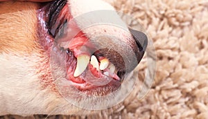 Dog canine tooth in bad condition