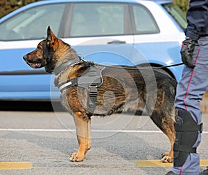 Dog Canine Unit of the police